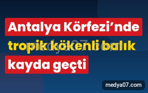 Antalya Körfezi’nde tropik kökenli balık kayda geçti