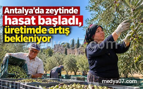 Antalya’da zeytinde hasat başladı, üretimde artış bekleniyor