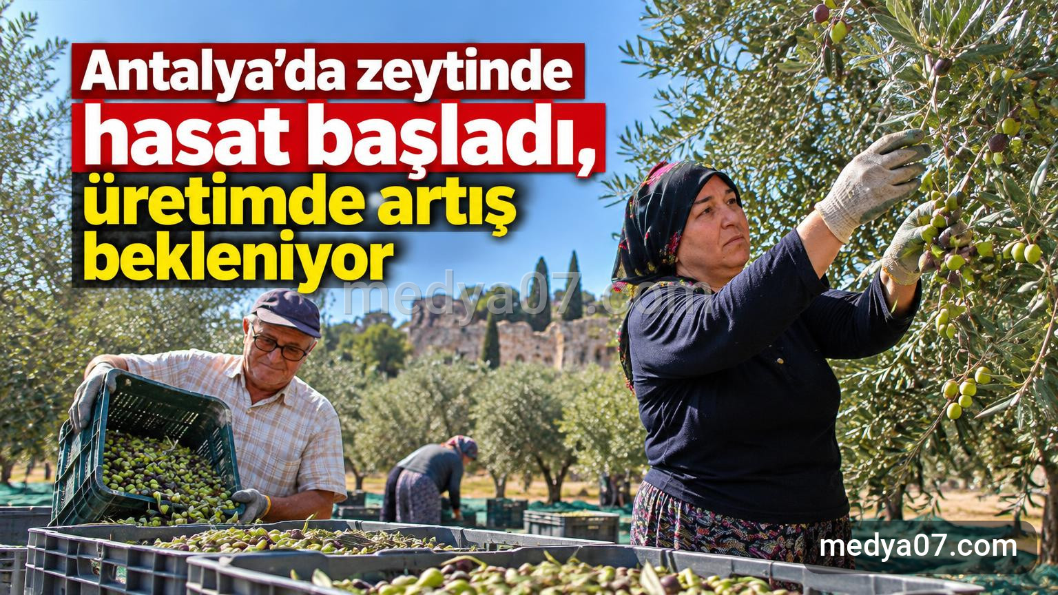 Antalya’da zeytinde hasat başladı, üretimde artış bekleniyor