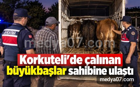 Korkuteli’de çalınan büyükbaşlar sahibine ulaştı