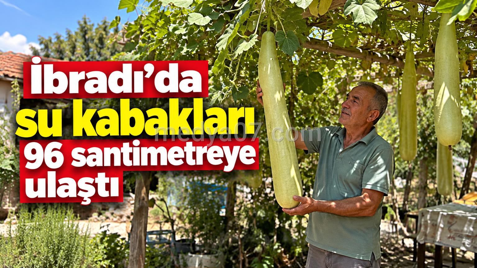 İbradı’da su kabakları 96 santimetreye ulaştı