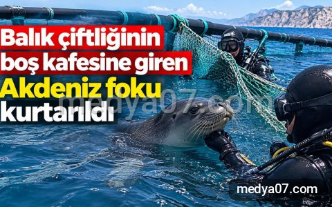 Balık çiftliğinin boş kafesine giren Akdeniz foku kurtarıldı