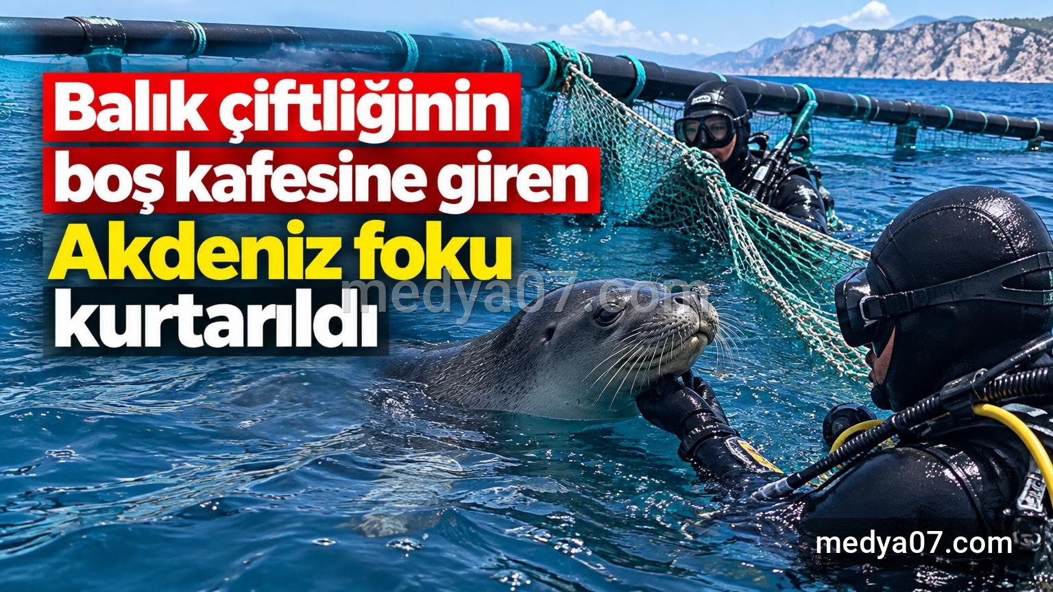 Balık çiftliğinin boş kafesine giren Akdeniz foku kurtarıldı