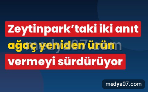Zeytinpark’taki iki anıt ağaç yeniden ürün vermeyi sürdürüyor