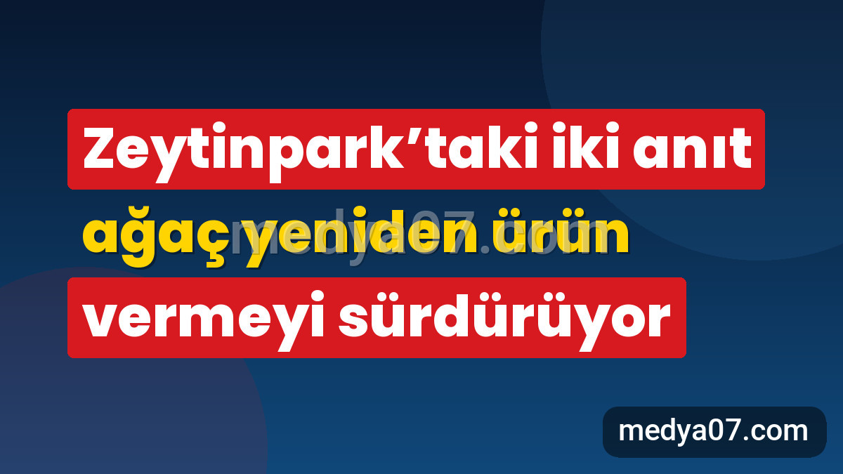 Zeytinpark’taki iki anıt ağaç yeniden ürün vermeyi sürdürüyor