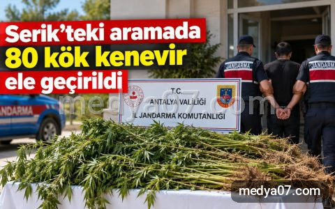 Serik’teki aramada 80 kök kenevir ele geçirildi