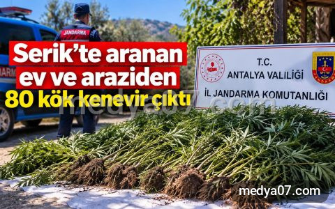 Serik’te aranan ev ve araziden 80 kök kenevir çıktı