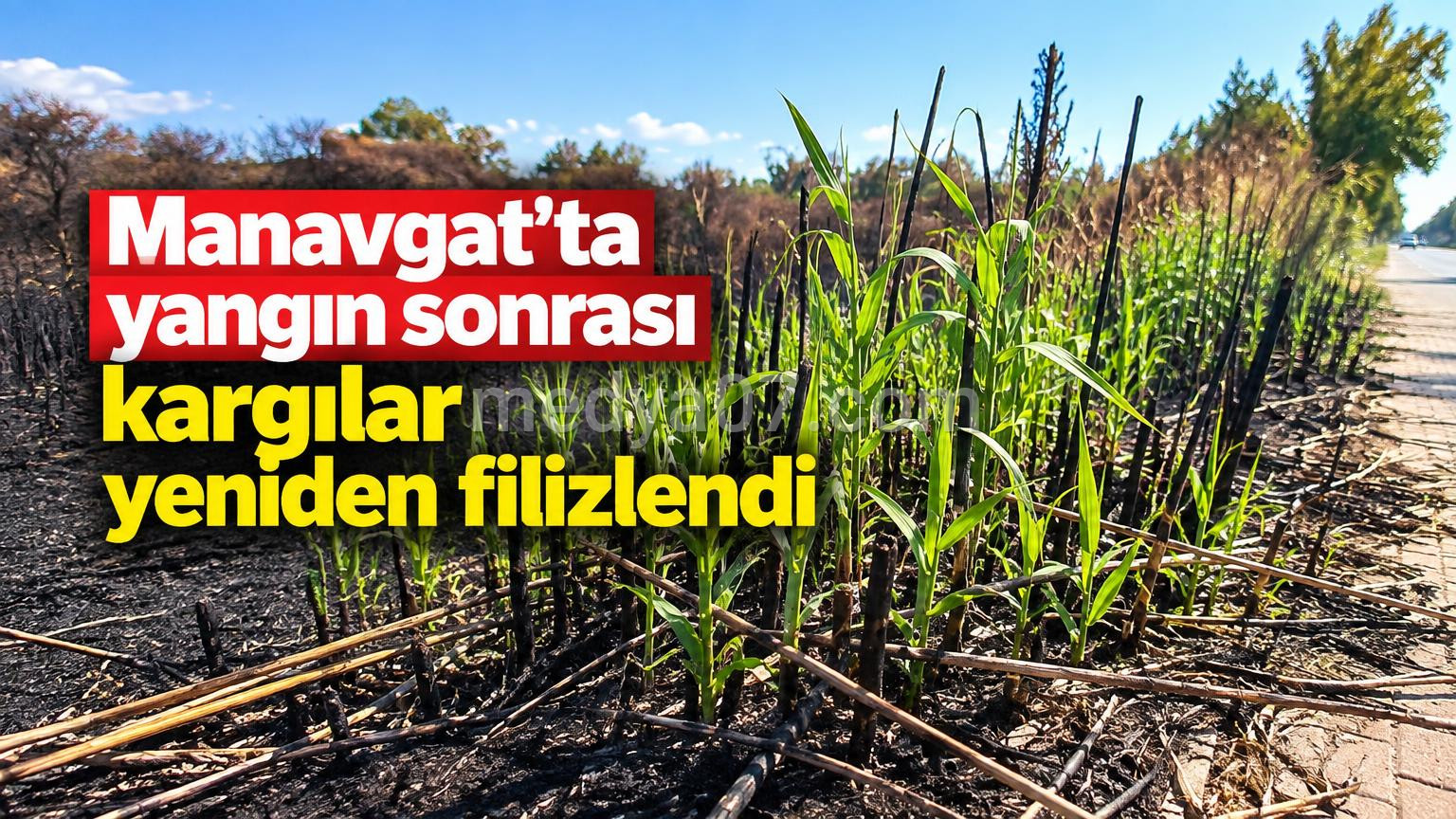 Manavgat’ta yangın sonrası kargılar yeniden filizlendi