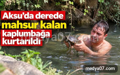 Aksu’da derede mahsur kalan kaplumbağa kurtarıldı