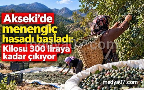 Akseki’de menengiç hasadı başladı: Kilosu 300 liraya kadar çıkıyor