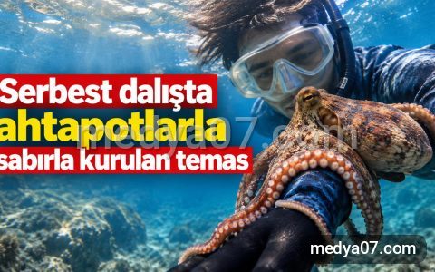 Serbest dalışta ahtapotlarla sabırla kurulan temas